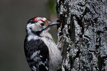 Lesser spotted woodpecker in its natural habitat in Denmarkの写真素材
