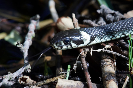 Grass snake in its natural habitat in Vaserne nature park, Denmark