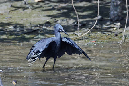 Black heron in its natural habitat in Gambiaの写真素材