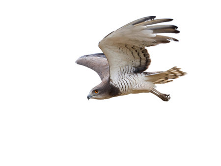 Beaudouins snake eagle in its natural habitat in Gambia
