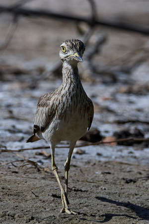 Senegal thick-knee in its natural habitat in Gambiaの写真素材