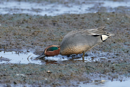 Eurasian teal in its natural habitat in Denmark