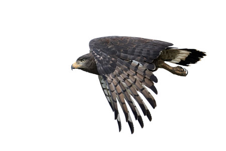 Brown snake eagle in flight isolated on a white
