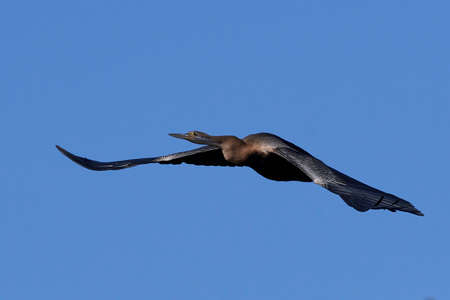 African darter in its natural habitat in Gambiaの写真素材
