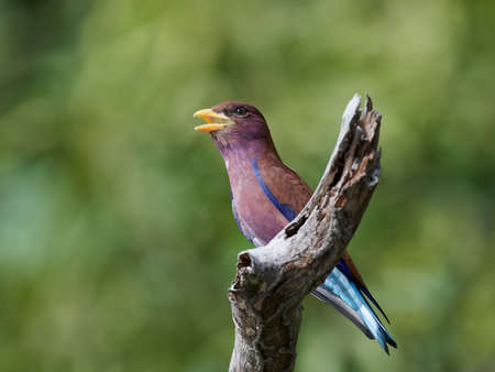 Broad-billed roller in its natural habitat in Gambiaの写真素材