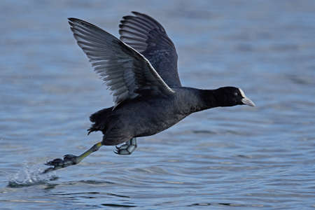 Eurasian coot in its natural habitat in Denmarkの写真素材