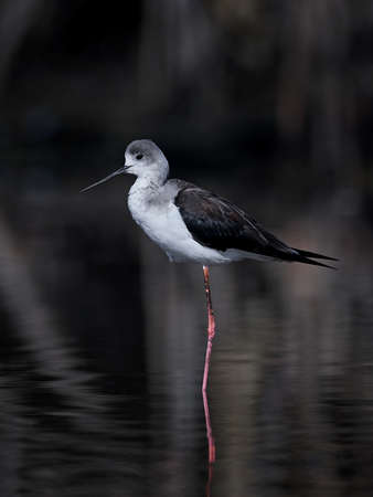 Black-winged stilt in its natural habitat in the Gambiaの写真素材
