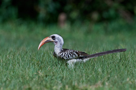 Western red-billed hornbill in its natural habitat in The Gambia