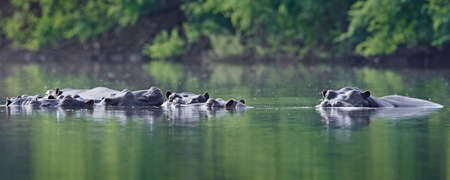 Common hippopotamus in its natural habitat in Senegalの写真素材