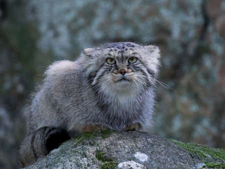 Pallas cat in its habitat with vegetation in theの写真素材
