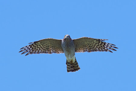 Eurasian sparrowhawk in flight with blue skies