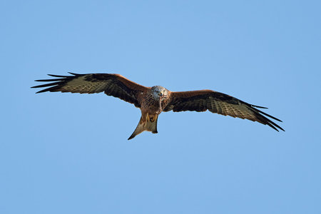 Red kite in flight with food in its beak