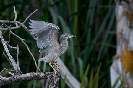 Black-crowned night heron in its natural habitat in The Gambia
