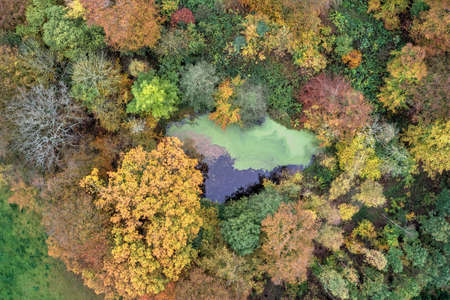 Colorful autumn forest seen from aboveの写真素材
