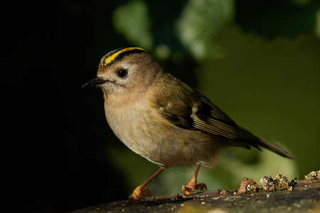 Goldcrest in its natural habitat in Denmarkの写真素材