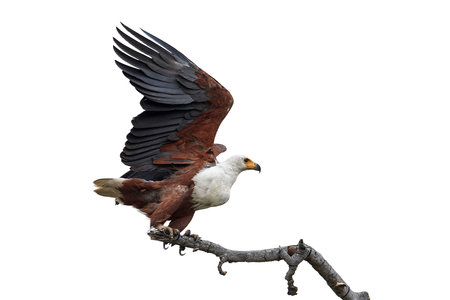 African fish eagle in its natural habitat in Gambia
