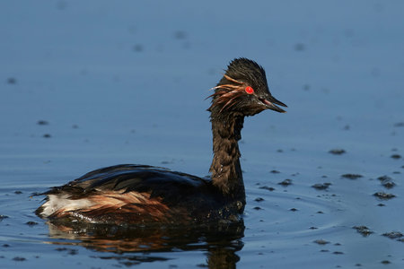 Black-necked grebe in its natural habitat in Denmark