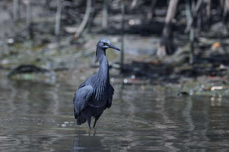 Black heron in its natural habitat in Gambiaの写真素材