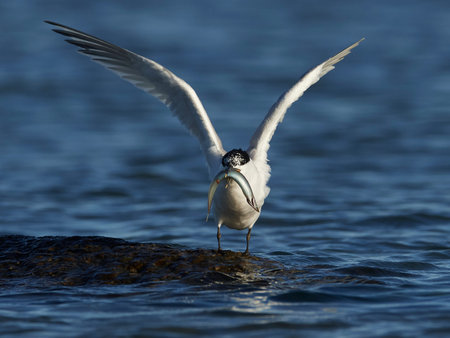 Sandwich tern in its natural habitat in Denmark