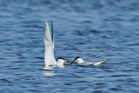 Sandwich tern in its natural habitat in Denmark