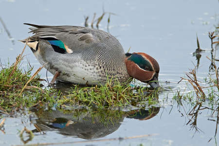 Eurasian teal in its natural habitat in Denmarkの写真素材