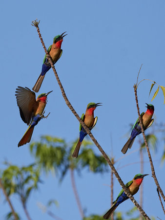 Red-throated bee-eaters in their natural habitat in Gambia
