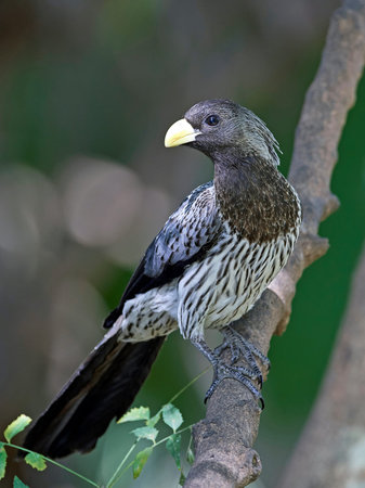 Western plantain-eater in its natural habitat in Gambia