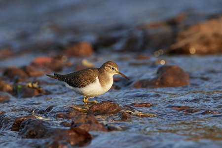 Common sandpiper in its natural habitat in Senegal, Africaの写真素材