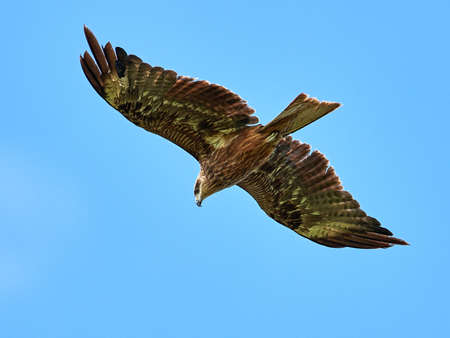 Black kite in flight with blue skies in the backgroundの写真素材