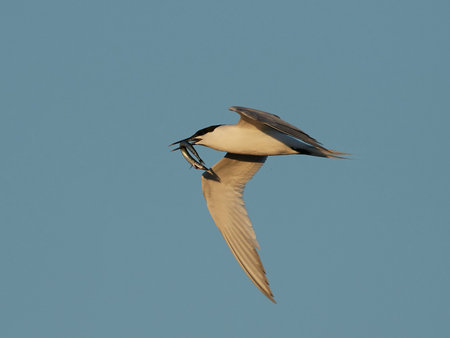 Sandwich tern in its natural habitat in Denmark