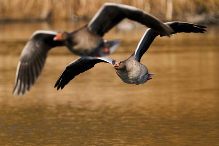 Greylag geese in flight in their habitat in Denmark