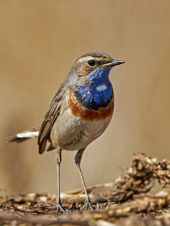 Bluethroat in its natural habitat in Denmarkの写真素材