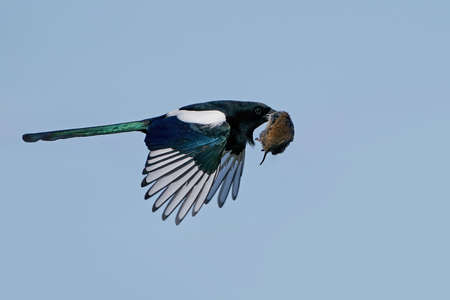 Eurasian magpie with a mouse in its beakの写真素材