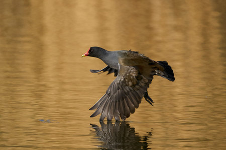 Common moorhen in its natural habitat in Denmark
