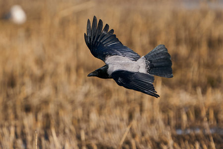 Hooded crow in its natural habitat in Denmarkの写真素材