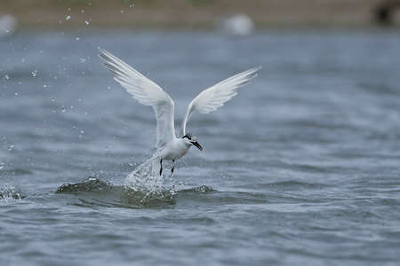 Sandwich tern in its natural habitat in Denmarkの写真素材