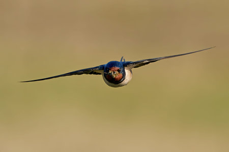 Barn swallow in its habitat in Denmark