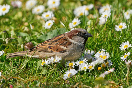 House sparrow in its natural habitat in Denmarkの写真素材