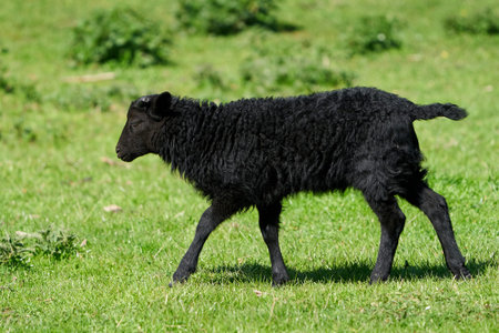Juvenile black sheep in its natural enviroment