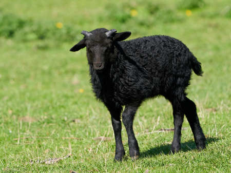 Juvenile black sheep in its natural enviromentの写真素材