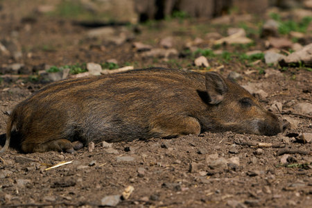 Juvenile Wild boar in its natural enviroment