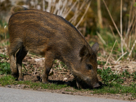 Juvenile Wild boar in its natural enviromentの写真素材