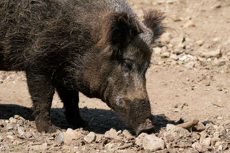 Wild boar in its natural enviromentの写真素材