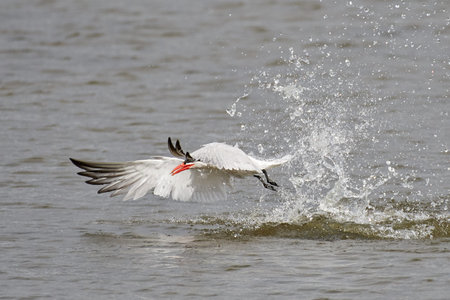 Caspian tern in its natural habitat in Denmark