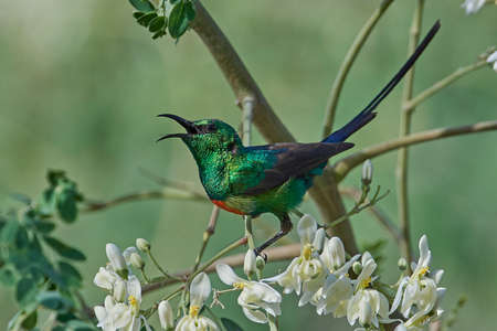 Beautiful sunbird in its natural habitat in Gambiaの写真素材