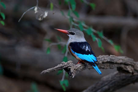 Grey-headed kingfisher in its natural habitat in Senegalの写真素材