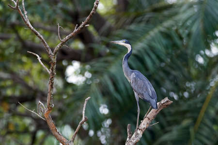 Black-headed heron in its natural habitat in Gambiaの写真素材
