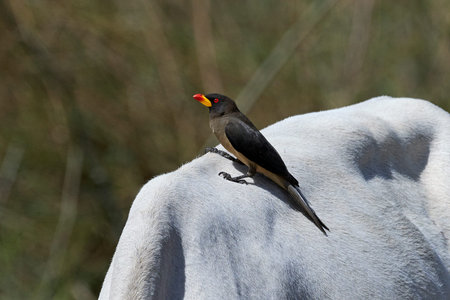 Yellow-billed oxpecker in its natural habitat in Gambia