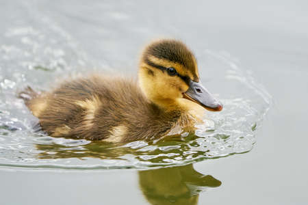 Juvenile Mallard in its natural environmentの写真素材