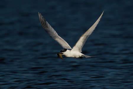 Sandwich tern in flight with a fish in its beak in its natural enviromentの写真素材